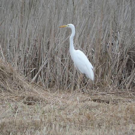 B&B De Zilverreiger Belt-Schutsloot 외부 사진